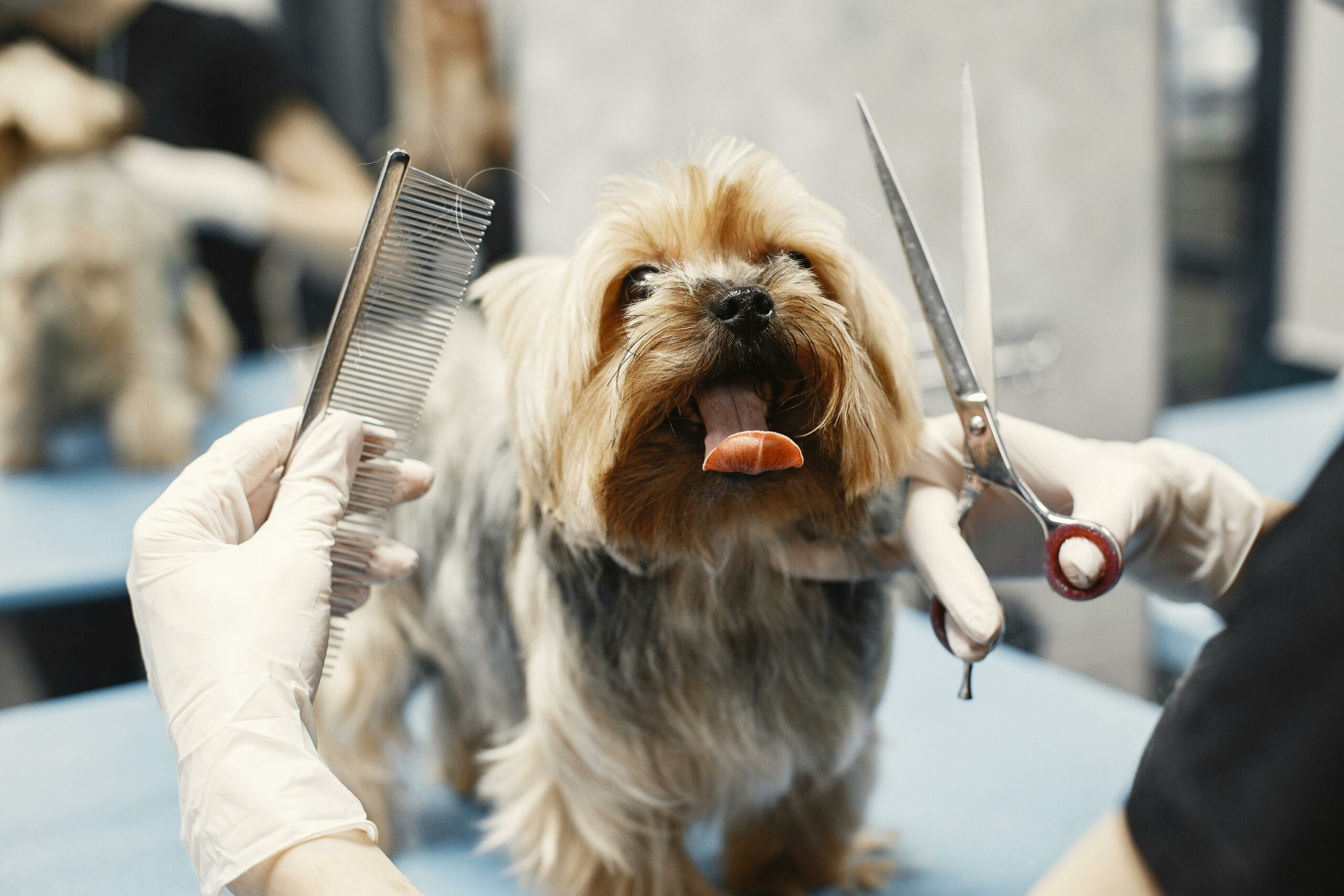 coupe ciseaux chien petit gabarit Saint Maur des Fossés